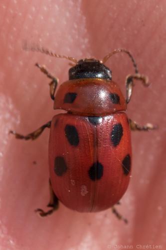 Gonioctena fornicata